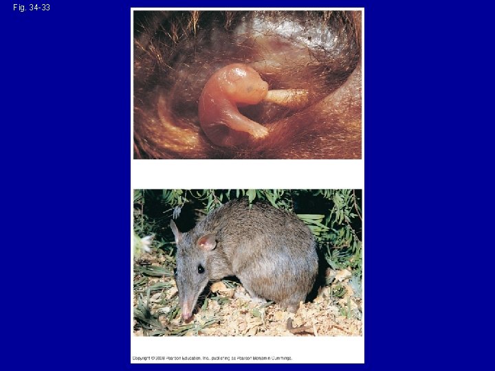 Fig. 34 -33 (a) A young brushtail possum (b) Long-nosed bandicoot 