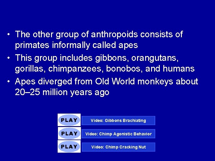  • The other group of anthropoids consists of primates informally called apes •