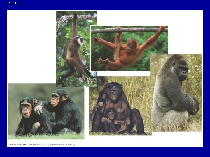 Fig. 34 -39 (a) Gibbon (b) Orangutan (c) Gorilla (d) Chimpanzees (e) Bonobos 