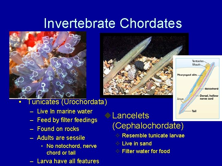 Invertebrate Chordates • Tunicates (Urochordata) – – Live In marine water Feed by filter
