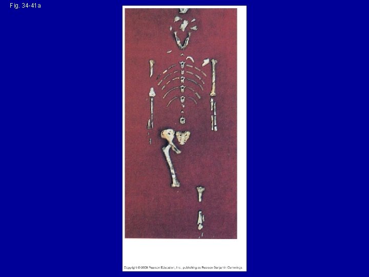 Fig. 34 -41 a (a) Australopithecus afarensis skeleton 