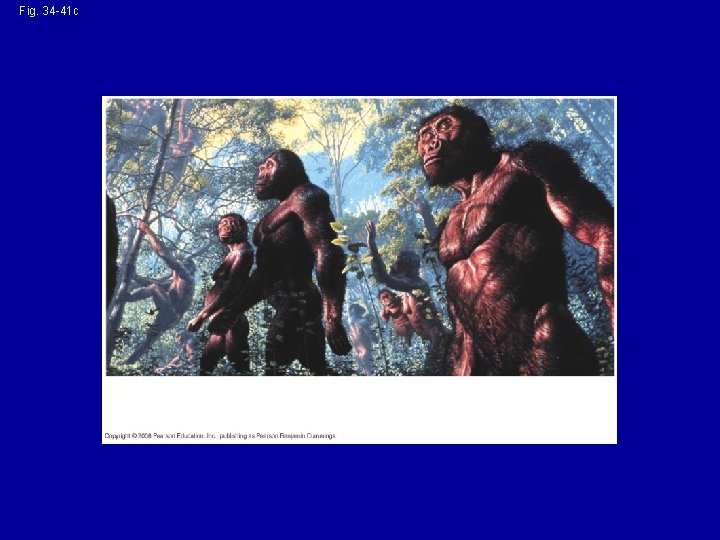 Fig. 34 -41 c (c) An artist’s reconstruction of what A. afarensis may have