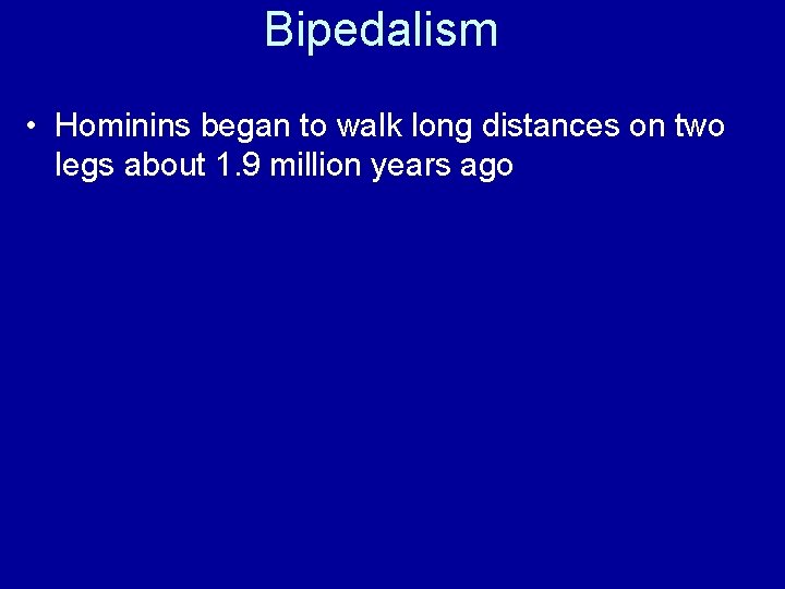 Bipedalism • Hominins began to walk long distances on two legs about 1. 9