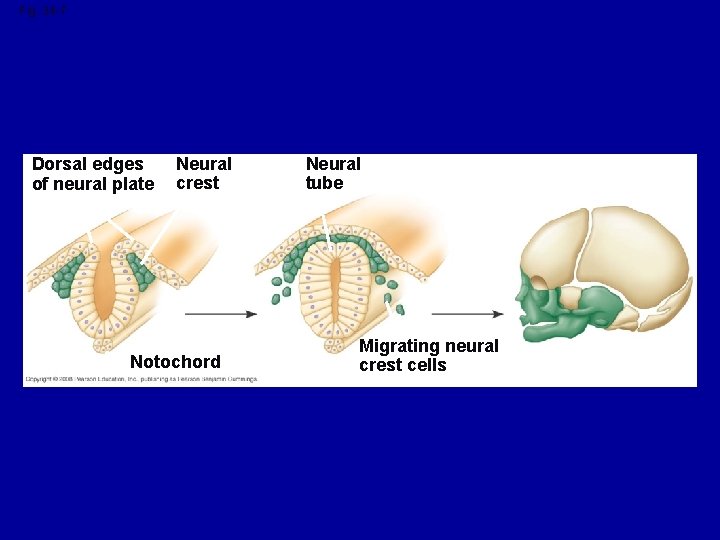 Fig. 34 -7 Dorsal edges of neural plate Neural crest Notochord Neural tube Migrating