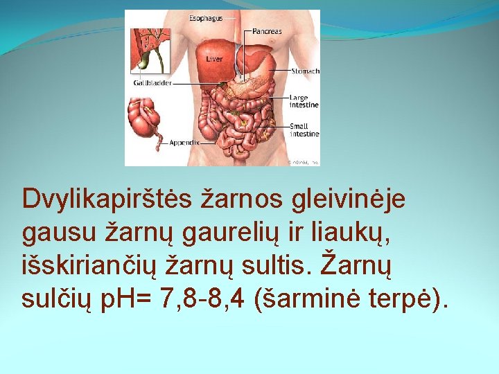 Dvylikapirštės žarnos gleivinėje gausu žarnų gaurelių ir liaukų, išskiriančių žarnų sultis. Žarnų sulčių p.