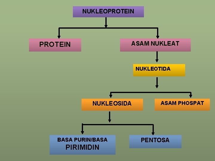 NUKLEOPROTEIN ASAM NUKLEAT PROTEIN NUKLEOTIDA NUKLEOSIDA BASA PURIN/BASA PIRIMIDIN ASAM PHOSPAT PENTOSA 