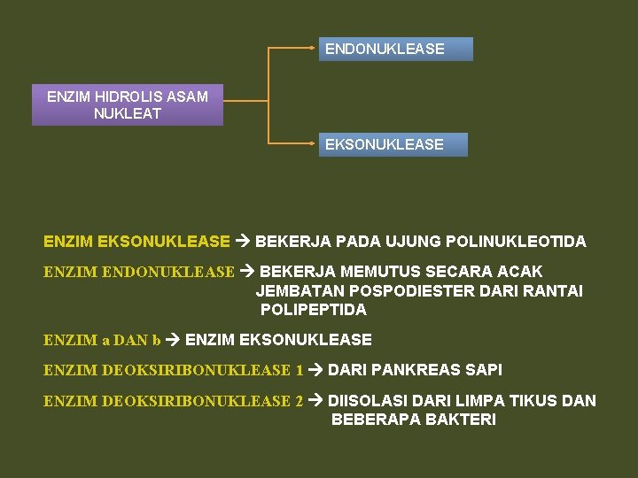 ENDONUKLEASE ENZIM HIDROLIS ASAM NUKLEAT EKSONUKLEASE ENZIM EKSONUKLEASE BEKERJA PADA UJUNG POLINUKLEOTIDA ENZIM ENDONUKLEASE