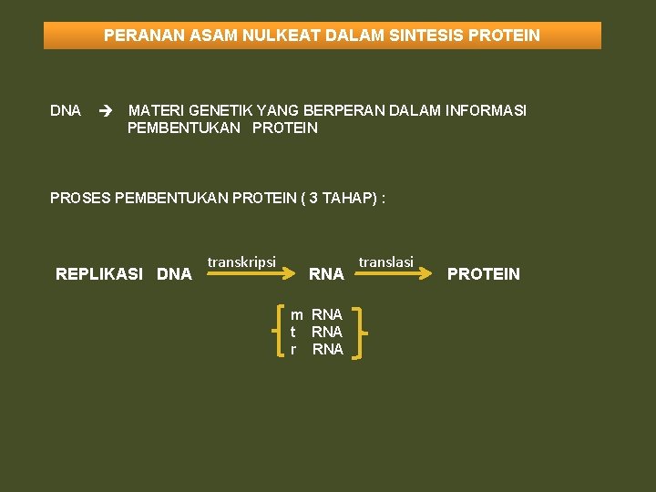 PERANAN ASAM NULKEAT DALAM SINTESIS PROTEIN DNA MATERI GENETIK YANG BERPERAN DALAM INFORMASI PEMBENTUKAN