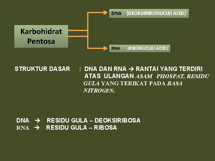 DNA (DEOKSIRIBONUCLEI ACID) Karbohidrat Pentosa STRUKTUR DASAR DNA RNA (RIBONUCLEI ACID) : DNA DAN