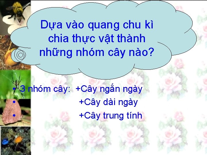 Dựa vào quang chu kì chia thực vật thành những nhóm cây nào? •