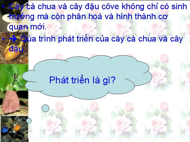  • Cây cà chua và cây đậu côve không chỉ có sinh trưởng