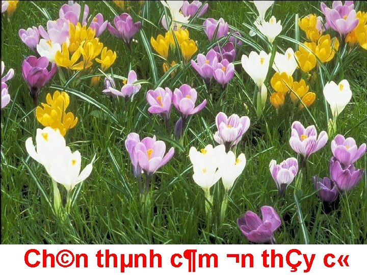 Ch©n thµnh c¶m ¬n thÇy c « 