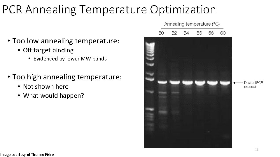 PCR Annealing Temperature Optimization • Too low annealing temperature: • Off target binding •
