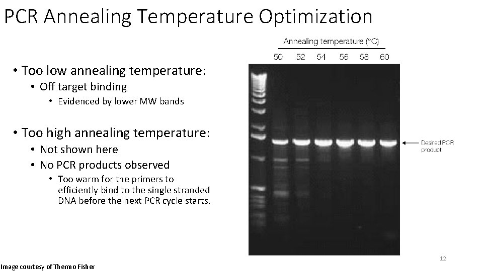 PCR Annealing Temperature Optimization • Too low annealing temperature: • Off target binding •
