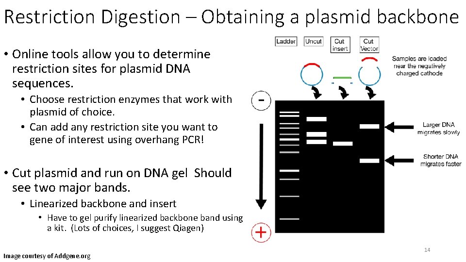 Restriction Digestion – Obtaining a plasmid backbone • Online tools allow you to determine