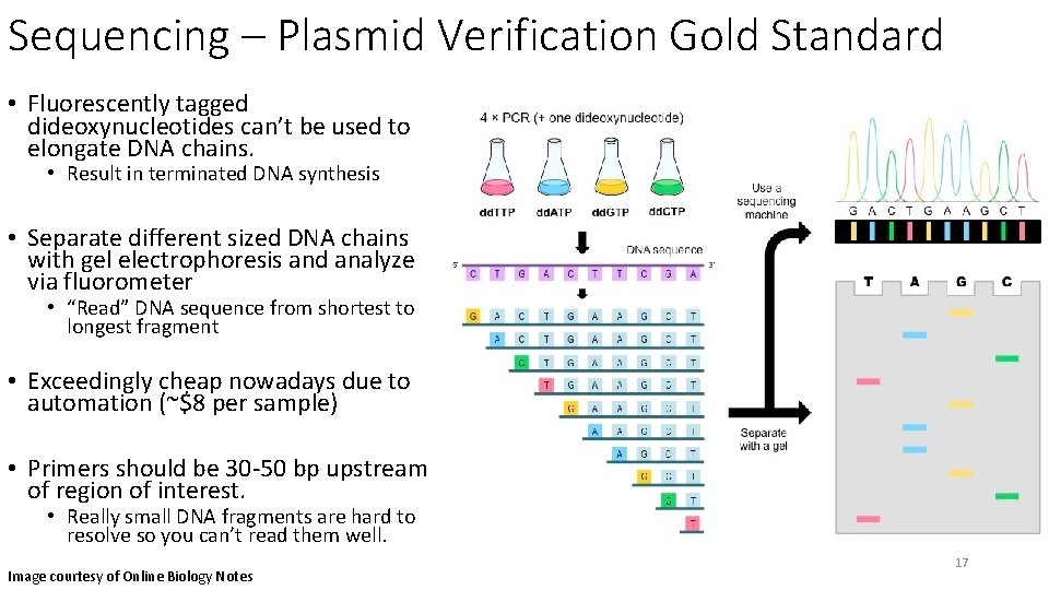 Sequencing – Plasmid Verification Gold Standard • Fluorescently tagged dideoxynucleotides can’t be used to