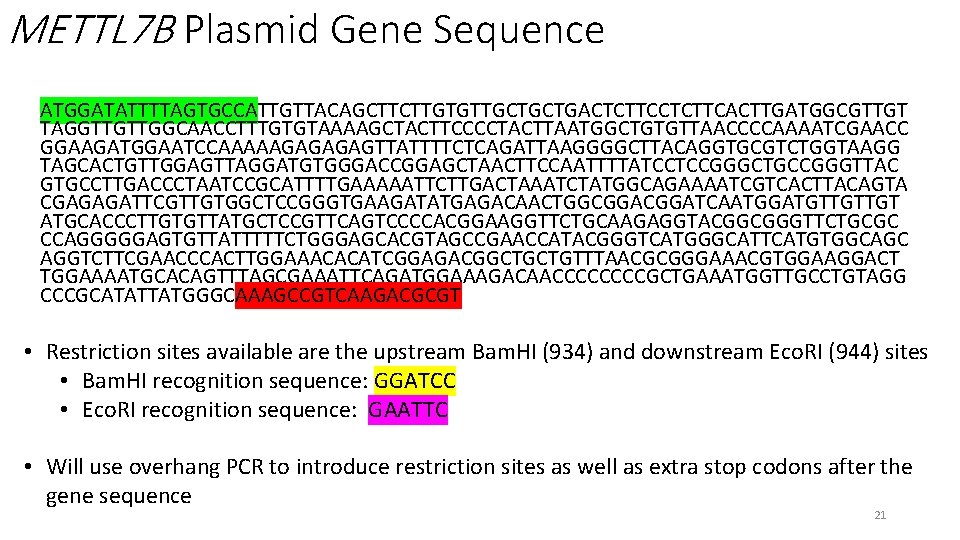 METTL 7 B Plasmid Gene Sequence ATGGATATTTTAGTGCCATTGTTACAGCTTCTTGTGTTGCTGCTGACTCTTCACTTGATGGCGTTGT TAGGTTGTTGGCAACCTTTGTGTAAAAGCTACTTCCCCTACTTAATGGCTGTGTTAACCCCAAAATCGAACC GGAAGATGGAATCCAAAAAGAGTTATTTTCTCAGATTAAGGGGCTTACAGGTGCGTCTGGTAAGG TAGCACTGTTGGAGTTAGGATGTGGGACCGGAGCTAACTTCCAATTTTATCCTCCGGGCTGCCGGGTTAC GTGCCTTGACCCTAATCCGCATTTTGAAAAATTCTTGACTAAATCTATGGCAGAAAATCGTCACTTACAGTA CGAGAGATTCGTTGTGGCTCCGGGTGAAGATATGAGACAACTGGCGGATCAATGGATGTTGTTGT ATGCACCCTTGTGTTATGCTCCGTTCAGTCCCCACGGAAGGTTCTGCAAGAGGTACGGCGGGTTCTGCGC CCAGGGGGAGTGTTATTTTTCTGGGAGCACGTAGCCGAACCATACGGGTCATGGGCATTCATGTGGCAGC