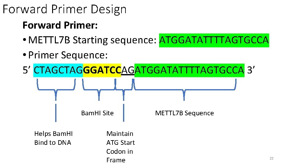 Forward Primer Design Forward Primer: • METTL 7 B Starting sequence: ATGGATATTTTAGTGCCA • Primer