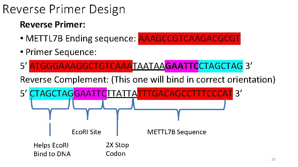 Reverse Primer Design Reverse Primer: • METTL 7 B Ending sequence: AAAGCCGTCAAGACGCGT • Primer