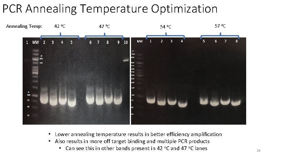 PCR Annealing Temperature Optimization Annealing Temp: 42 o. C 47 o. C 54 o.