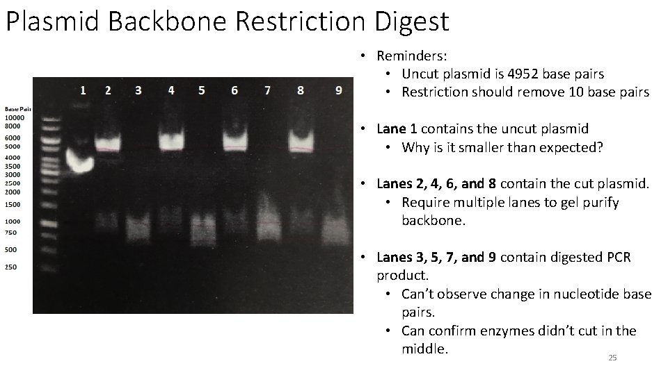 Plasmid Backbone Restriction Digest • Reminders: • Uncut plasmid is 4952 base pairs •