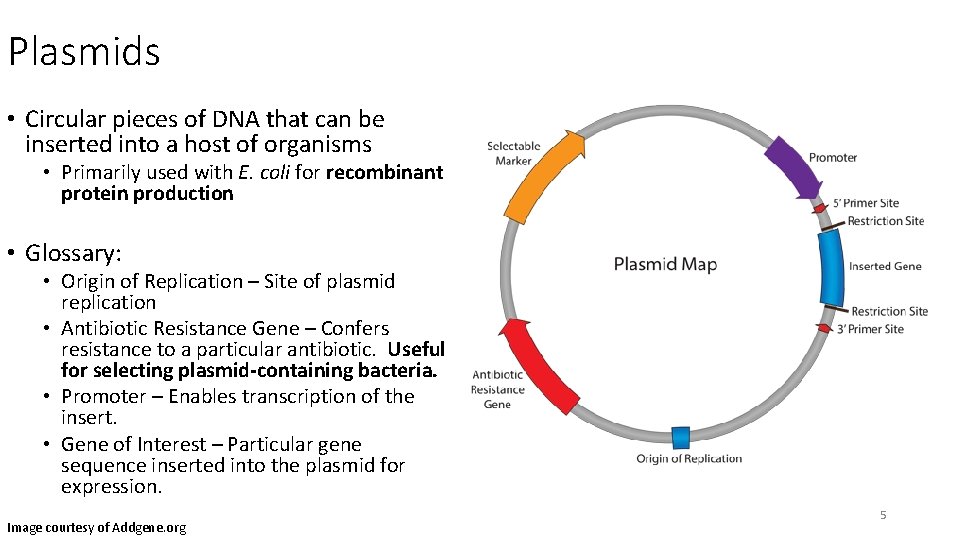 Plasmids • Circular pieces of DNA that can be inserted into a host of