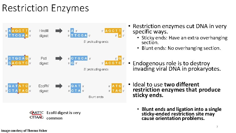 Restriction Enzymes • Restriction enzymes cut DNA in very specific ways. • Sticky ends: