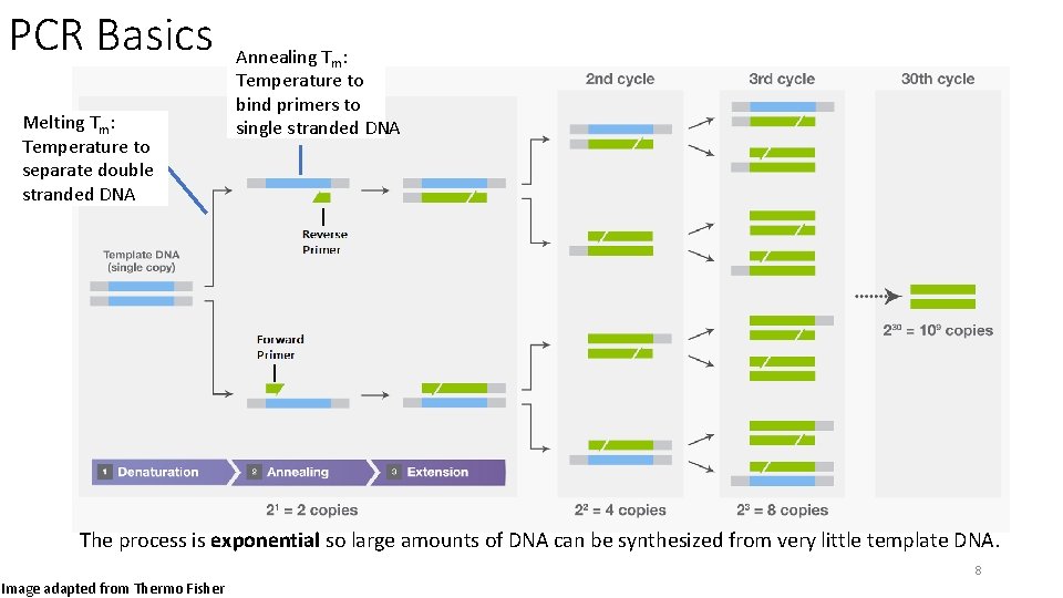 PCR Basics Melting Tm: Temperature to separate double stranded DNA Annealing Tm: Temperature to
