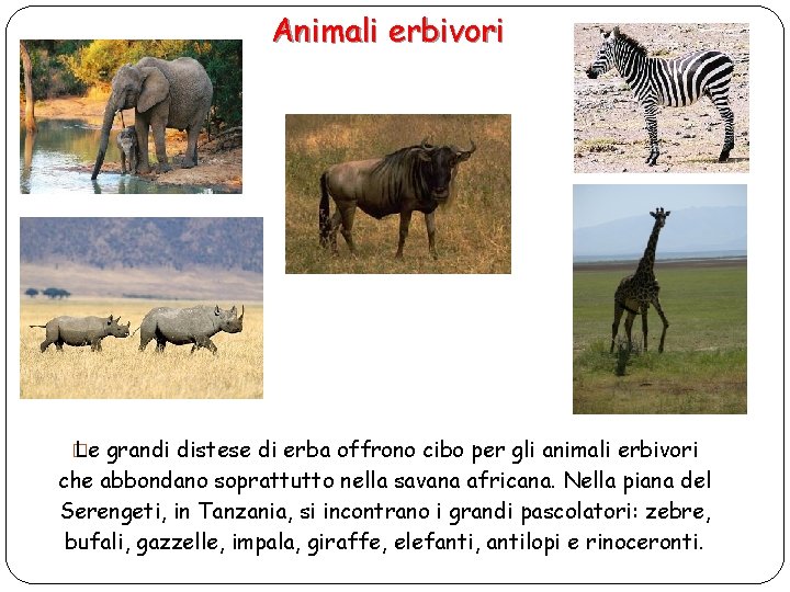 Animali erbivori � Le grandi distese di erba offrono cibo per gli animali erbivori