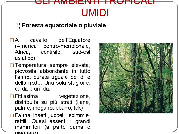 GLI AMBIENTI TROPICALI UMIDI 1) Foresta equatoriale o pluviale �A cavallo dell’Equatore (America centro-meridionale,