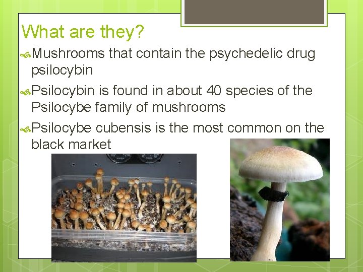 What are they? Mushrooms that contain the psychedelic drug psilocybin Psilocybin is found in