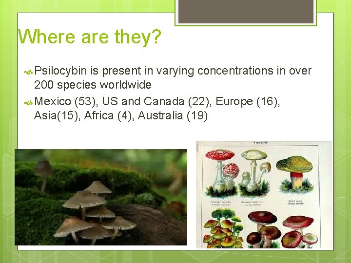 Where are they? Psilocybin is present in varying concentrations in over 200 species worldwide