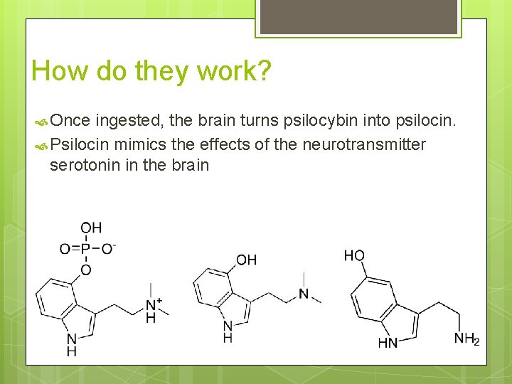 How do they work? Once ingested, the brain turns psilocybin into psilocin. Psilocin mimics