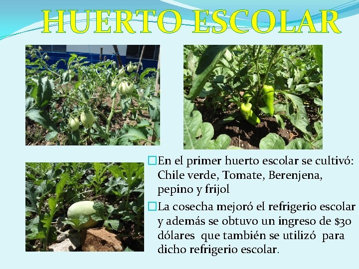 HUERTO ESCOLAR �En el primer huerto escolar se cultivó: Chile verde, Tomate, Berenjena, pepino