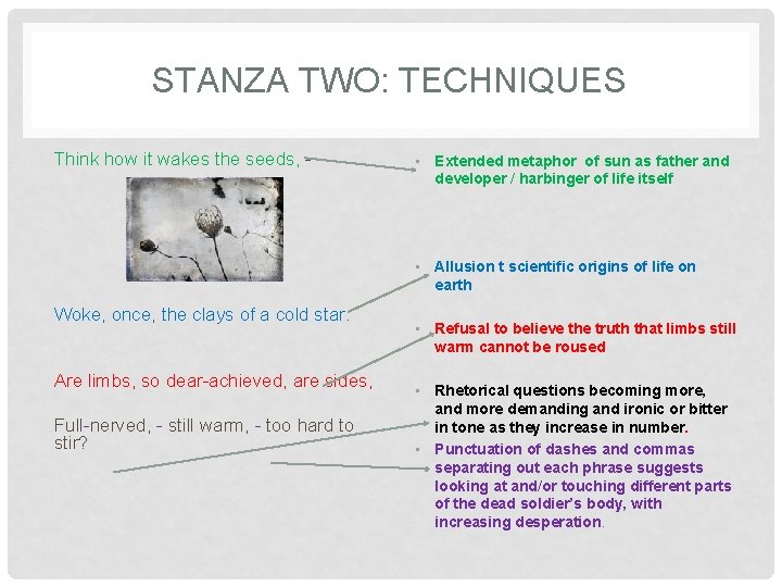 STANZA TWO: TECHNIQUES Think how it wakes the seeds, - • Extended metaphor of