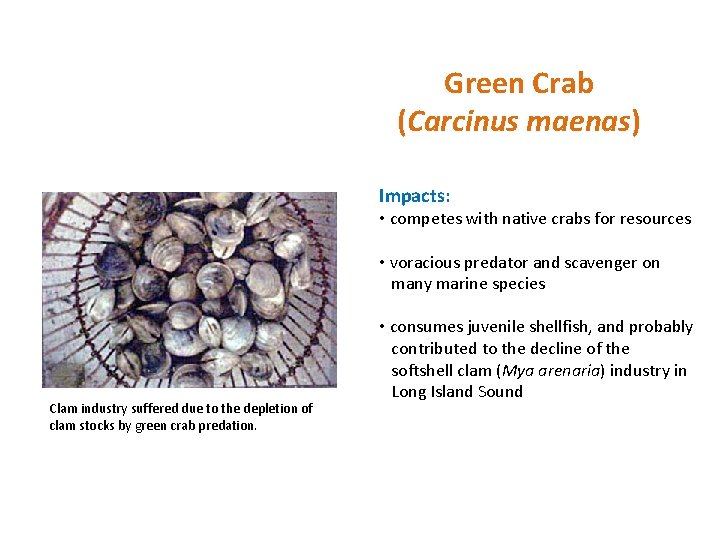 Green Crab (Carcinus maenas) Impacts: • competes with native crabs for resources • voracious