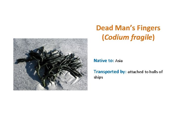 Dead Man’s Fingers (Codium fragile) Native to: Asia Transported by: attached to hulls of