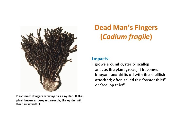 Dead Man’s Fingers (Codium fragile) Impacts: • grows around oyster or scallop and, as