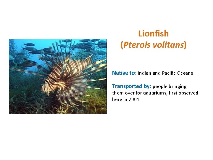 Lionfish (Pterois volitans) Native to: Indian and Pacific Oceans Transported by: people bringing them