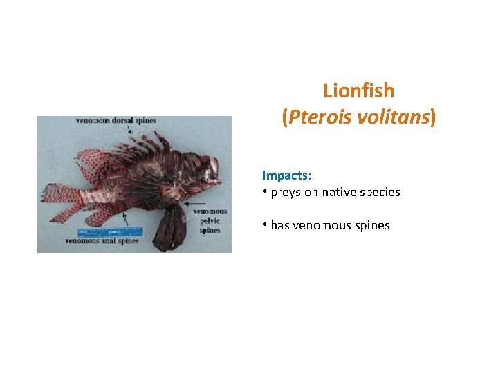 Lionfish (Pterois volitans) Impacts: • preys on native species • has venomous spines 