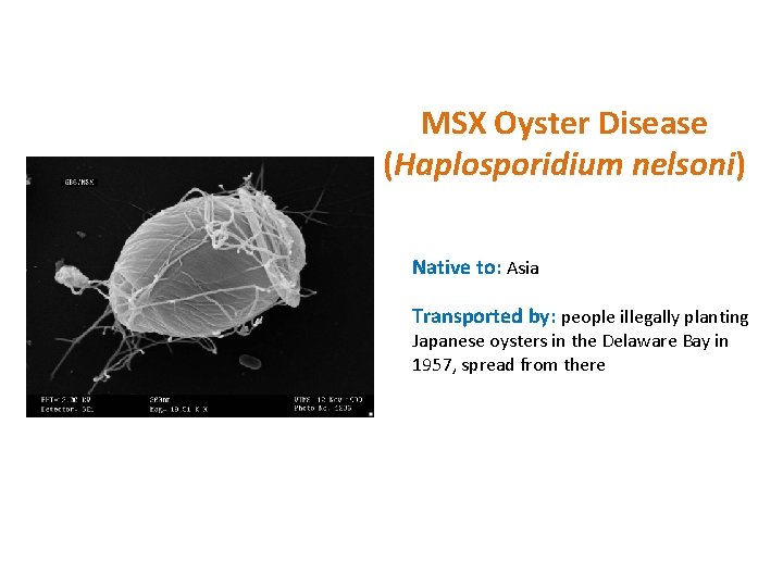 MSX Oyster Disease (Haplosporidium nelsoni) Native to: Asia Transported by: people illegally planting Japanese