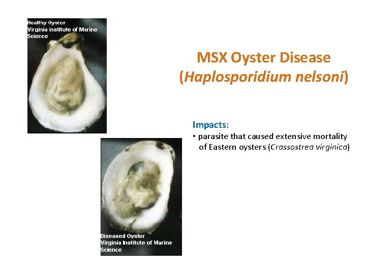 MSX Oyster Disease (Haplosporidium nelsoni) Impacts: • parasite that caused extensive mortality of Eastern