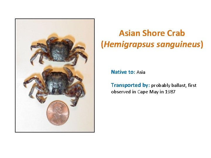 Asian Shore Crab (Hemigrapsus sanguineus) Native to: Asia Transported by: probably ballast, first observed