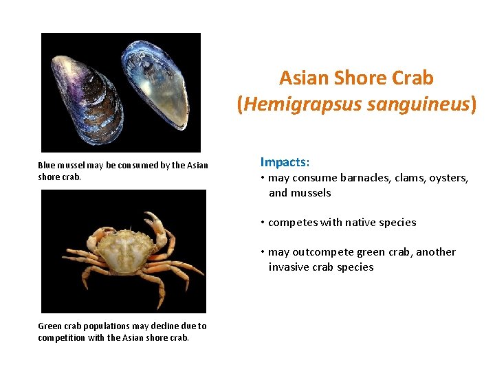 Asian Shore Crab (Hemigrapsus sanguineus) Blue mussel may be consumed by the Asian shore