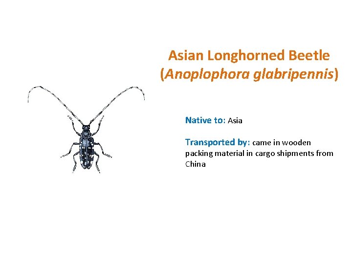 Asian Longhorned Beetle (Anoplophora glabripennis) Native to: Asia Transported by: came in wooden packing