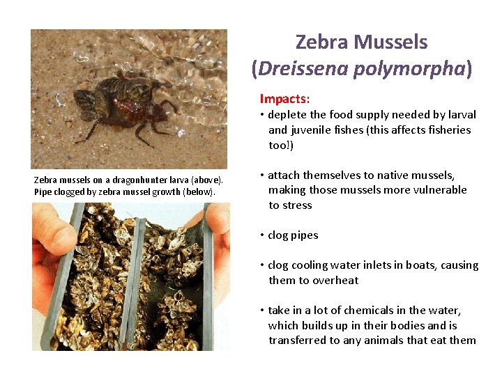 Zebra Mussels (Dreissena polymorpha) Impacts: • deplete the food supply needed by larval and