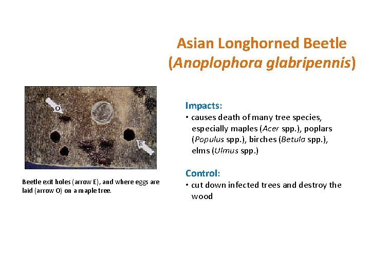 Asian Longhorned Beetle (Anoplophora glabripennis) Impacts: • causes death of many tree species, especially