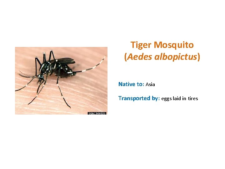 Tiger Mosquito (Aedes albopictus) Native to: Asia Transported by: eggs laid in tires 