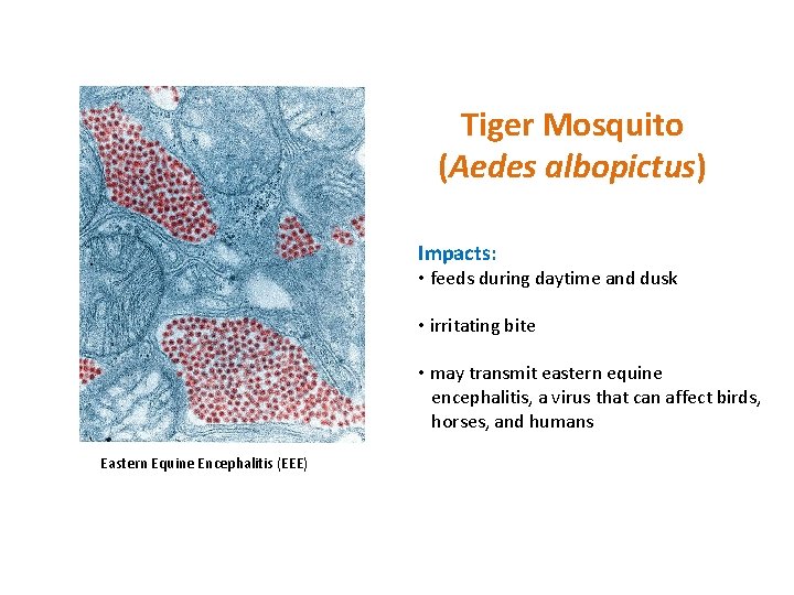 Tiger Mosquito (Aedes albopictus) Impacts: • feeds during daytime and dusk • irritating bite