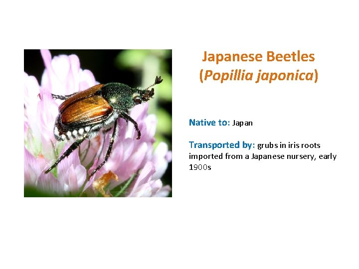 Japanese Beetles (Popillia japonica) Native to: Japan Transported by: grubs in iris roots imported